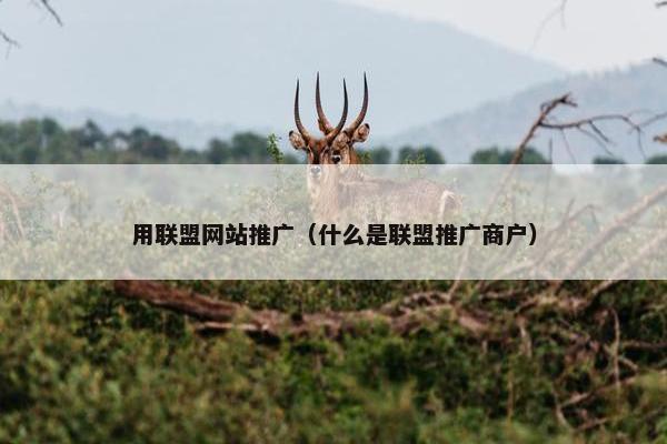 用联盟网站推广（什么是联盟推广商户）