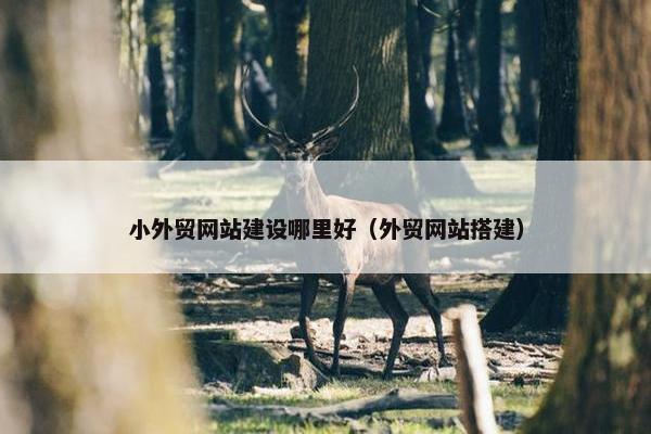 小外贸网站建设哪里好（外贸网站搭建）