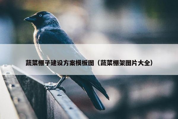 蔬菜棚子建设方案模板图（蔬菜棚架图片大全）