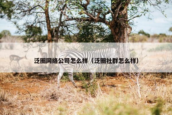 泛圈网络公司怎么样（泛圈社群怎么样）