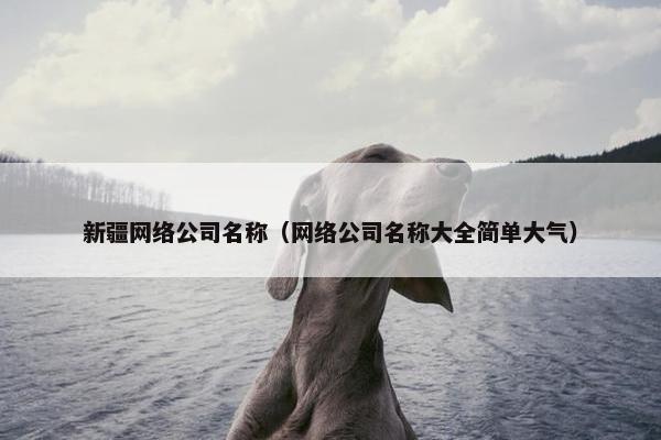 新疆网络公司名称（网络公司名称大全简单大气）