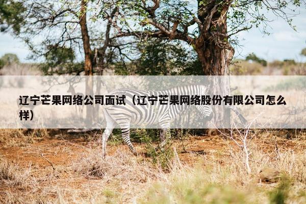 辽宁芒果网络公司面试（辽宁芒果网络股份有限公司怎么样）